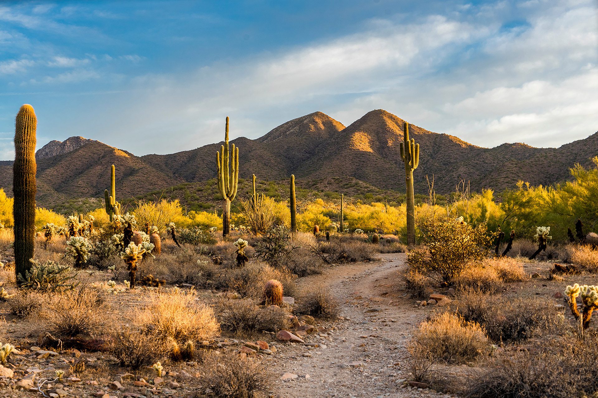 Desert Vista Scenery